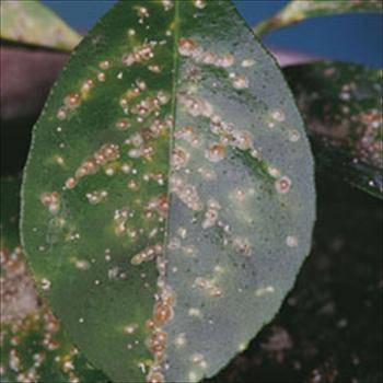 سپردار قرمز